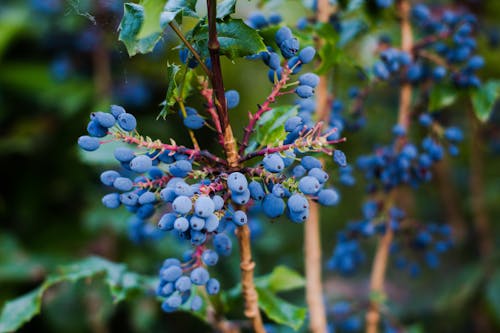 オレゴンブドウ, フルーツ, 低木の無料の写真素材
