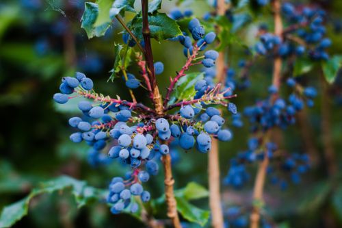 Free Close-up of vibrant blue Oregon grapes on a shrub, highlighting natural textures and colors. Stock Photo