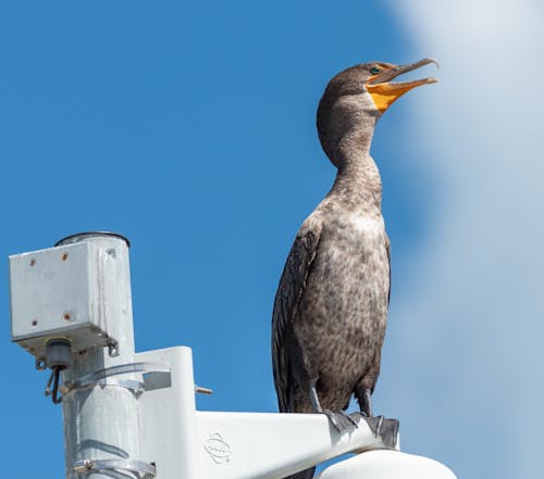 Free Photo of a Cormorant Bird on a White Pole Stock Photo