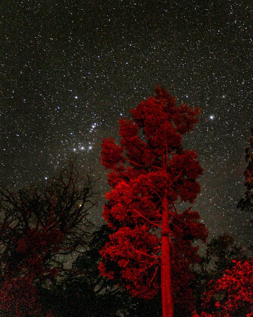 arbol alto, estrellas, nocturna 的 免费素材图片