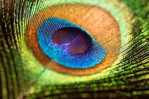 Macro Shot of a Peacock's Feather