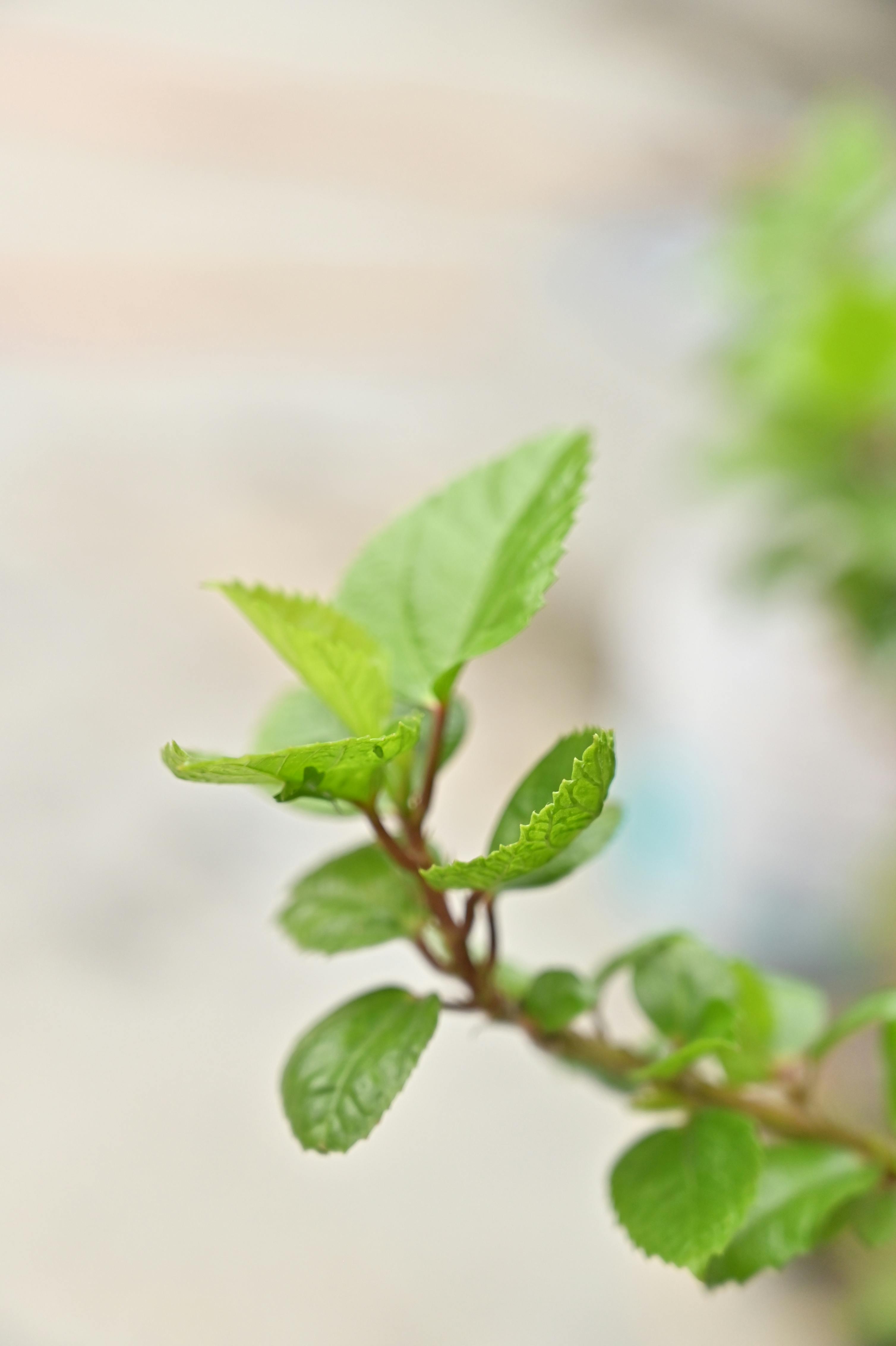 Peppermint Plant Photos, Download The BEST Free Peppermint Plant Stock ...