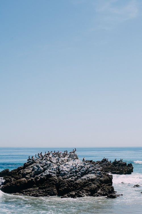 Foto stok gratis batu, burung camar, burung-burung