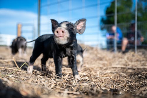 Passel of happy little piggies walking together on dry grass in farm enclosure on sunny weather