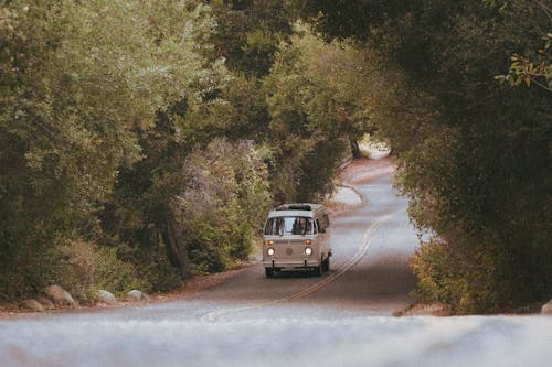 Photos gratuites de arbres, chemin, long shot