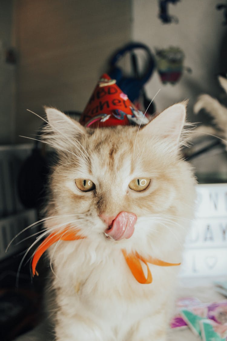 A Pet Cat Wearing A Party Hat