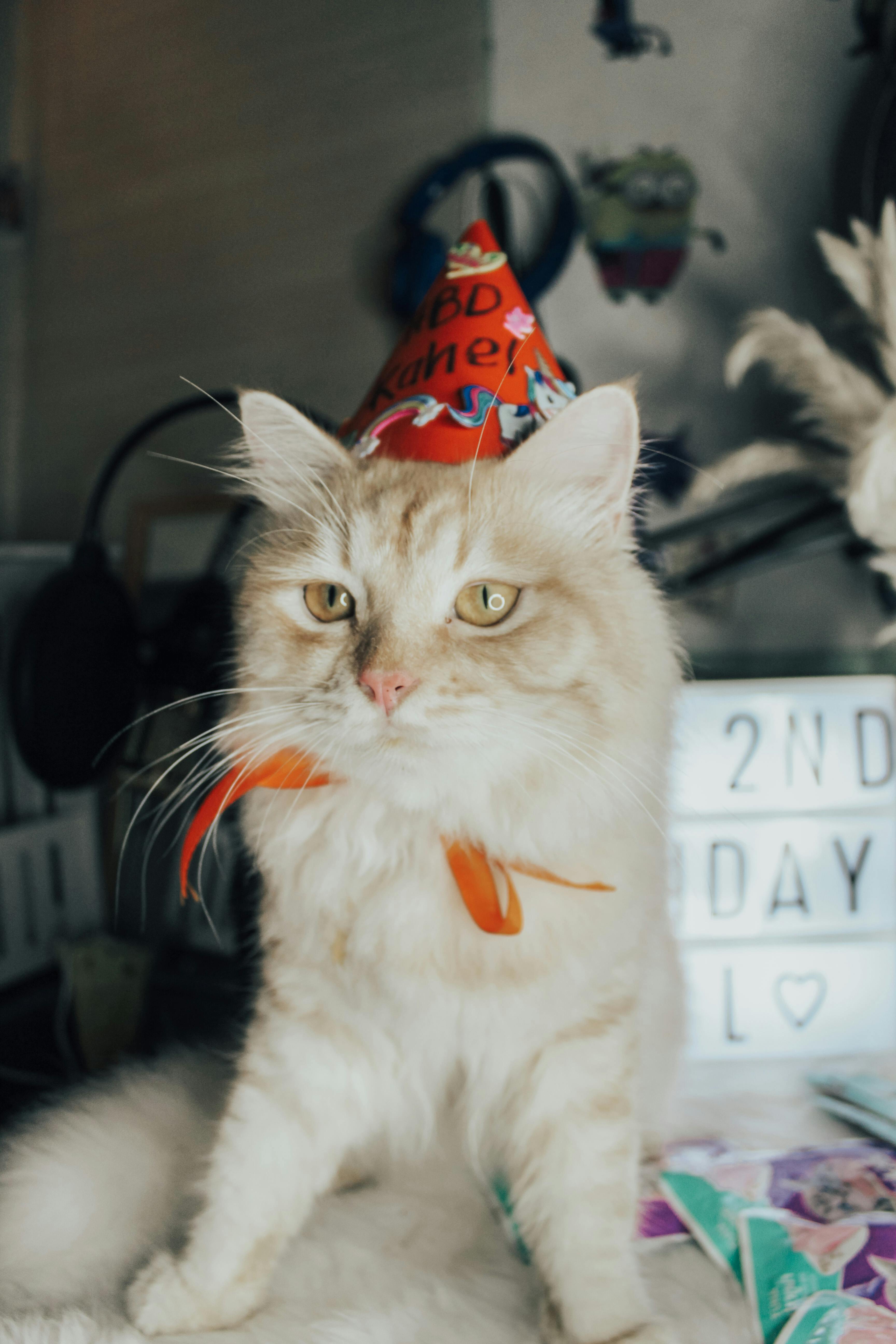 White Tabby Cat Wearing Red Party Hat while Sitting Beside a Letter