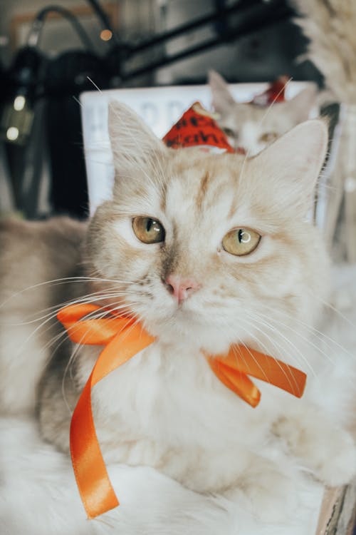 Orange Tabby Cat With Red Ribbon