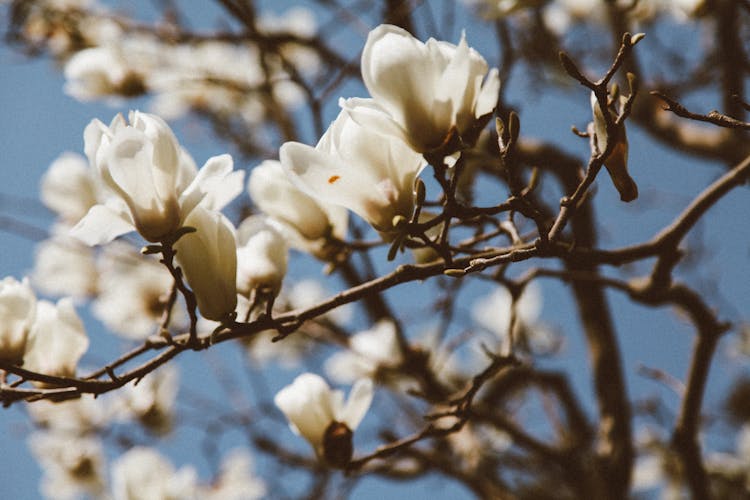 Branch With Blooming Flowers Of Magnolia Tree