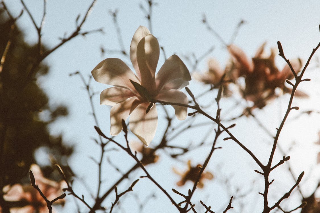 Free Low angle of blooming white flower with delicate petals growing on tree in park Stock Photo