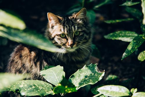 Free Cute fluffy cat with focused gaze among colorful green plants with spotted leaves looking at camera in back lit Stock Photo
