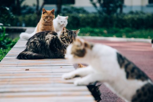 Fluffy cats sitting on wooden pathway near grass lawn with bushes in daylight