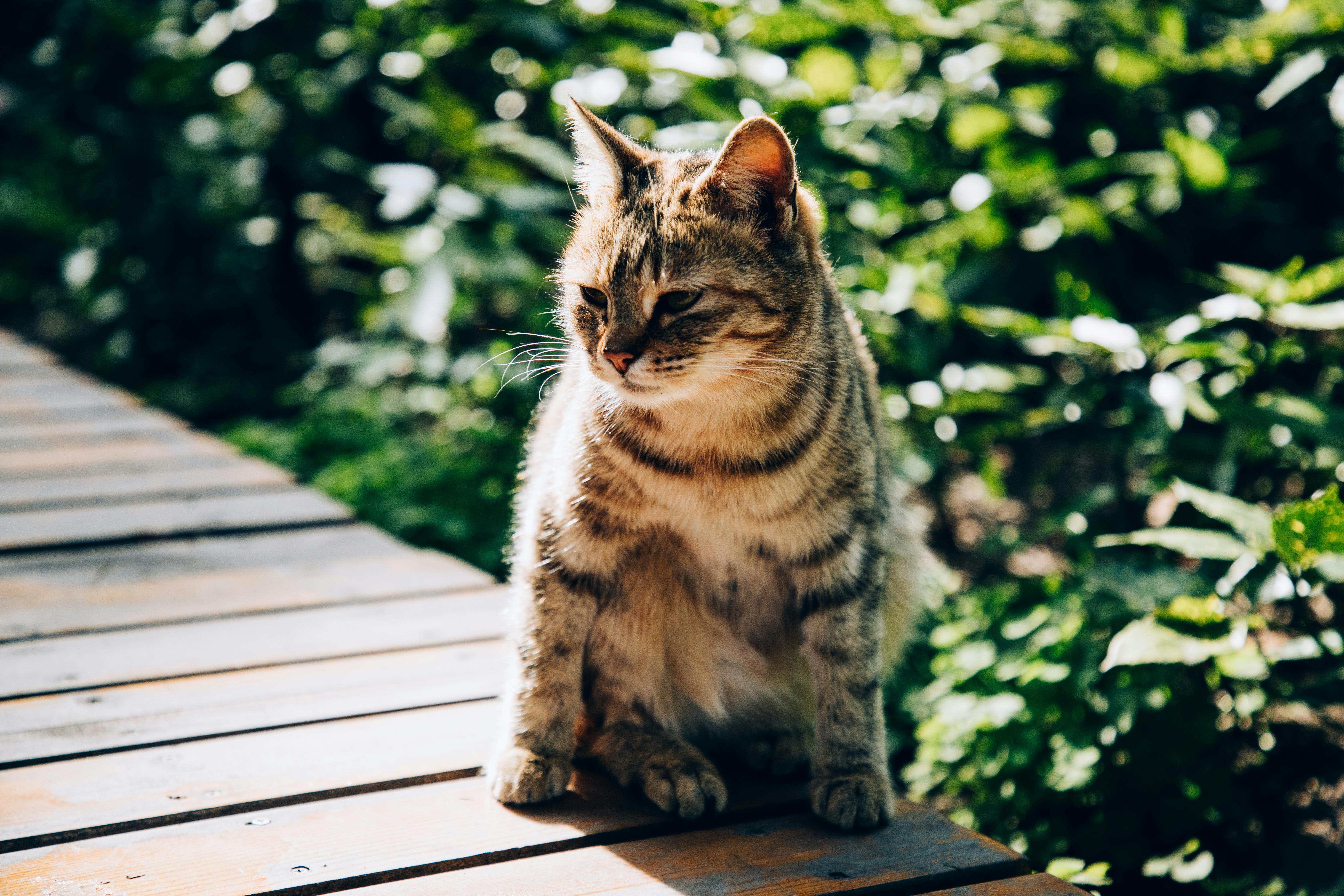Adorable cats enjoying sunlight near green bushes · Free Stock Photo Adorable cats enjoying sunlight near green bushes · Free Stock Photo