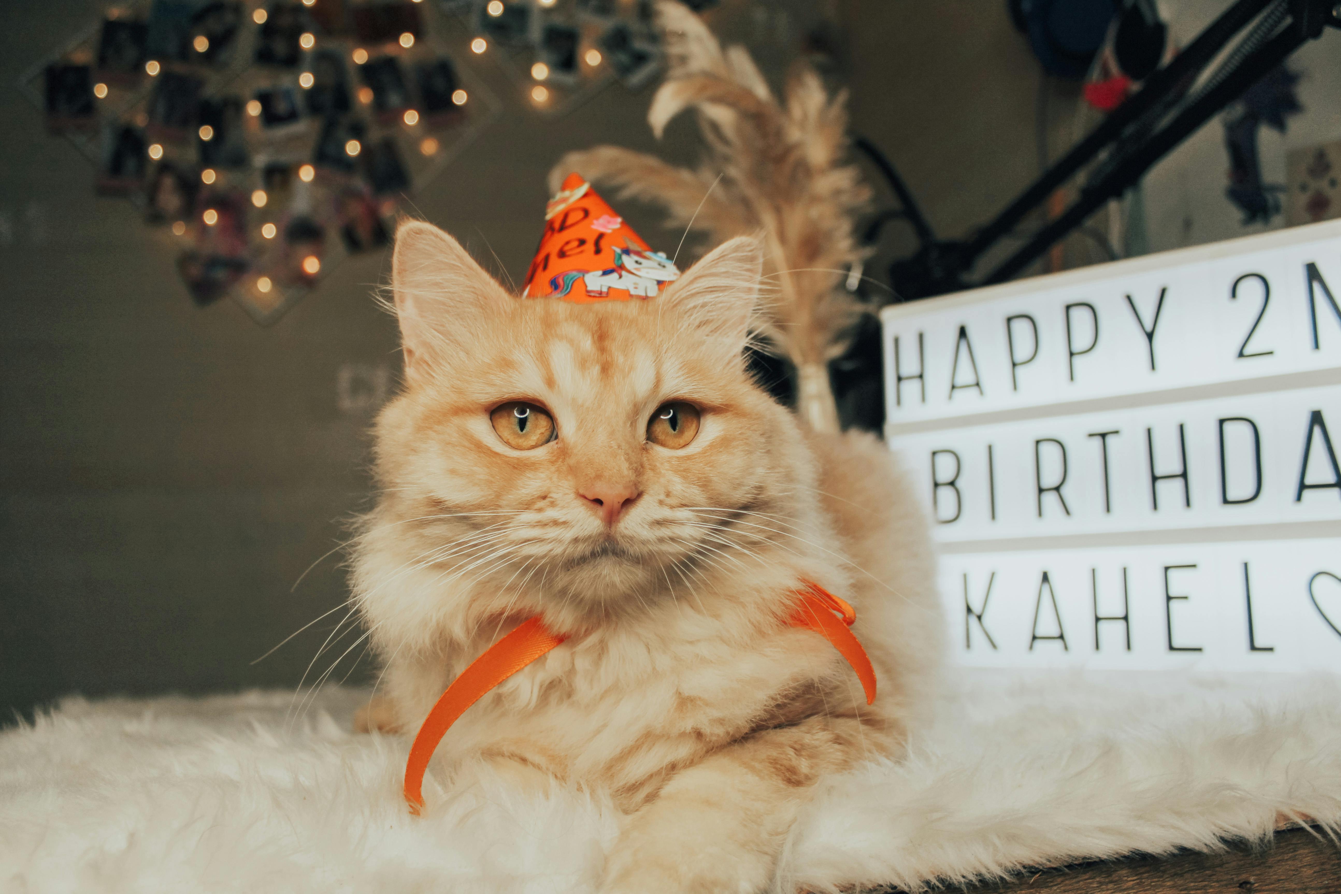 happy birthday orange cat images