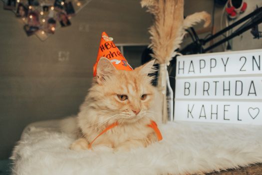 一只戴着派对帽的橙色虎斑猫在室内用灯箱展示来庆祝它的两岁生日