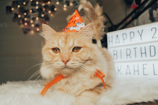 一只可爱的猫戴着派对帽，庆祝生日时旁边还有一个发光的标志