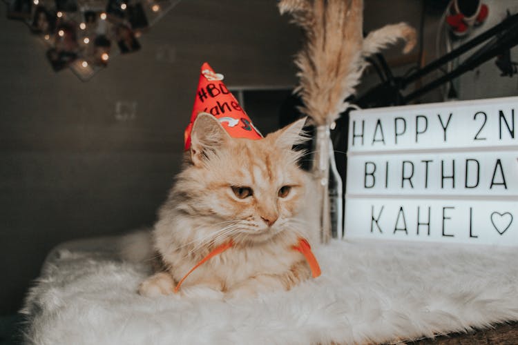 A Tabby Cat Birthday Celebration