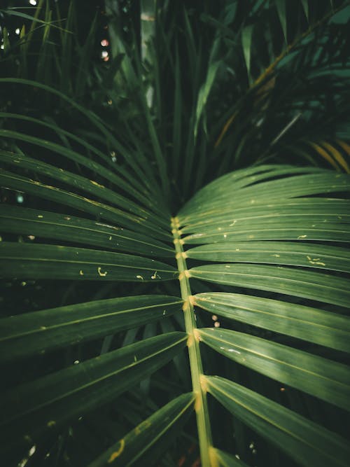 Exotic Dypsis lutescens plant leaves in tropical forest