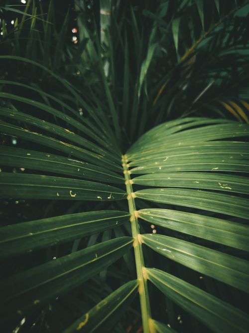 Free From above of fresh green leaves of exotic golden cane palm growing in rainforest on sunny day Stock Photo