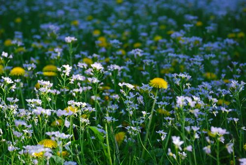 Free Vibrant field of white flowers and yellow dandelions in full bloom under bright daylight. Stock Photo