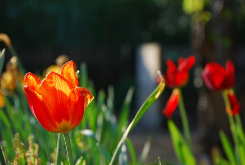 Gratis lagerfoto af blumen, rote tulpen