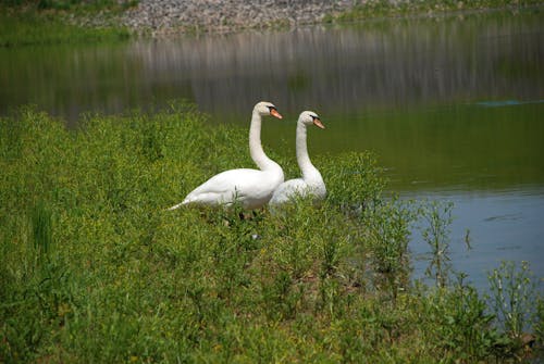 Gratis lagerfoto af schwäne, Se, ufer