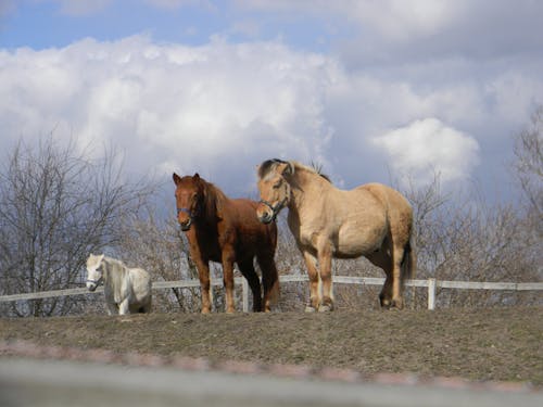 Gratis lagerfoto af braune pferde, pferde, pony