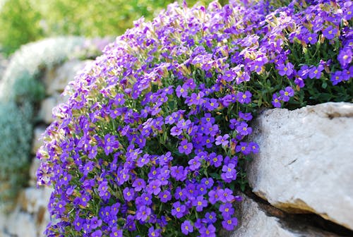 Gratis lagerfoto af blume, lila blume, steinmauern