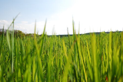 Gratis lagerfoto af gras, himmel, wiese