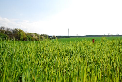 Gratis lagerfoto af gras, grün, wiese