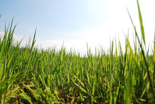 Gratis lagerfoto af gras, himmel, natur