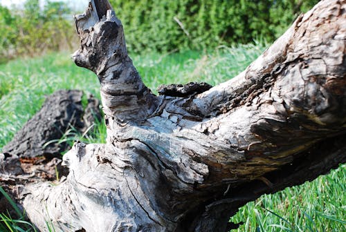 Gratis lagerfoto af ændre baum, holz