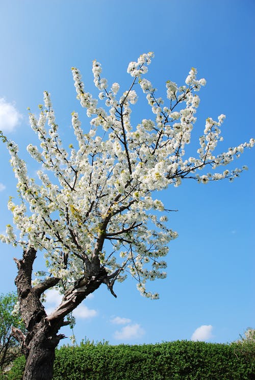 Gratis lagerfoto af blühen, kirschbaum