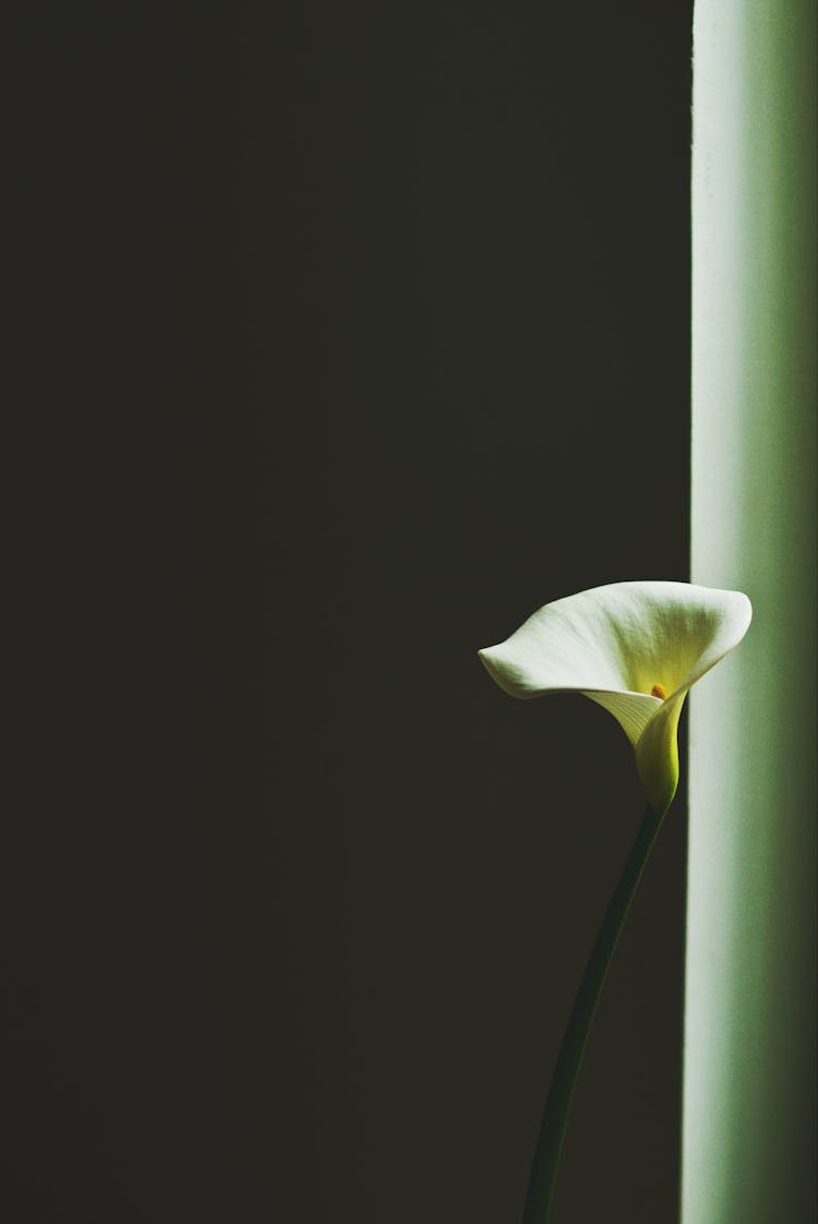 Single Calla Lily