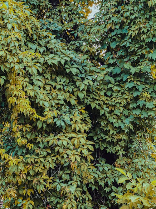 Bush with lush green foliage in summer