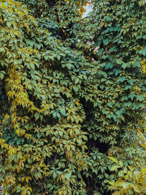 Free Lush green leaves of bush growing in garden on sunny day in summer Stock Photo