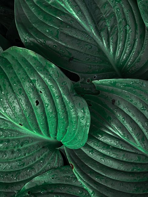 Close-up of vibrant green leaves with water droplets, showcasing fresh natural texture.