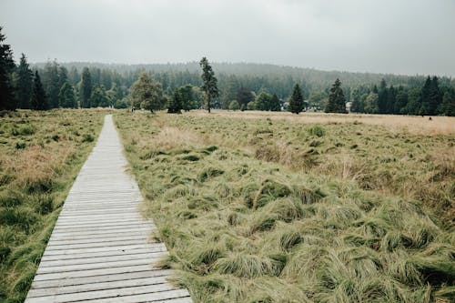 Gratis lagerfoto af agerjord, græsmark, landbrugsareal