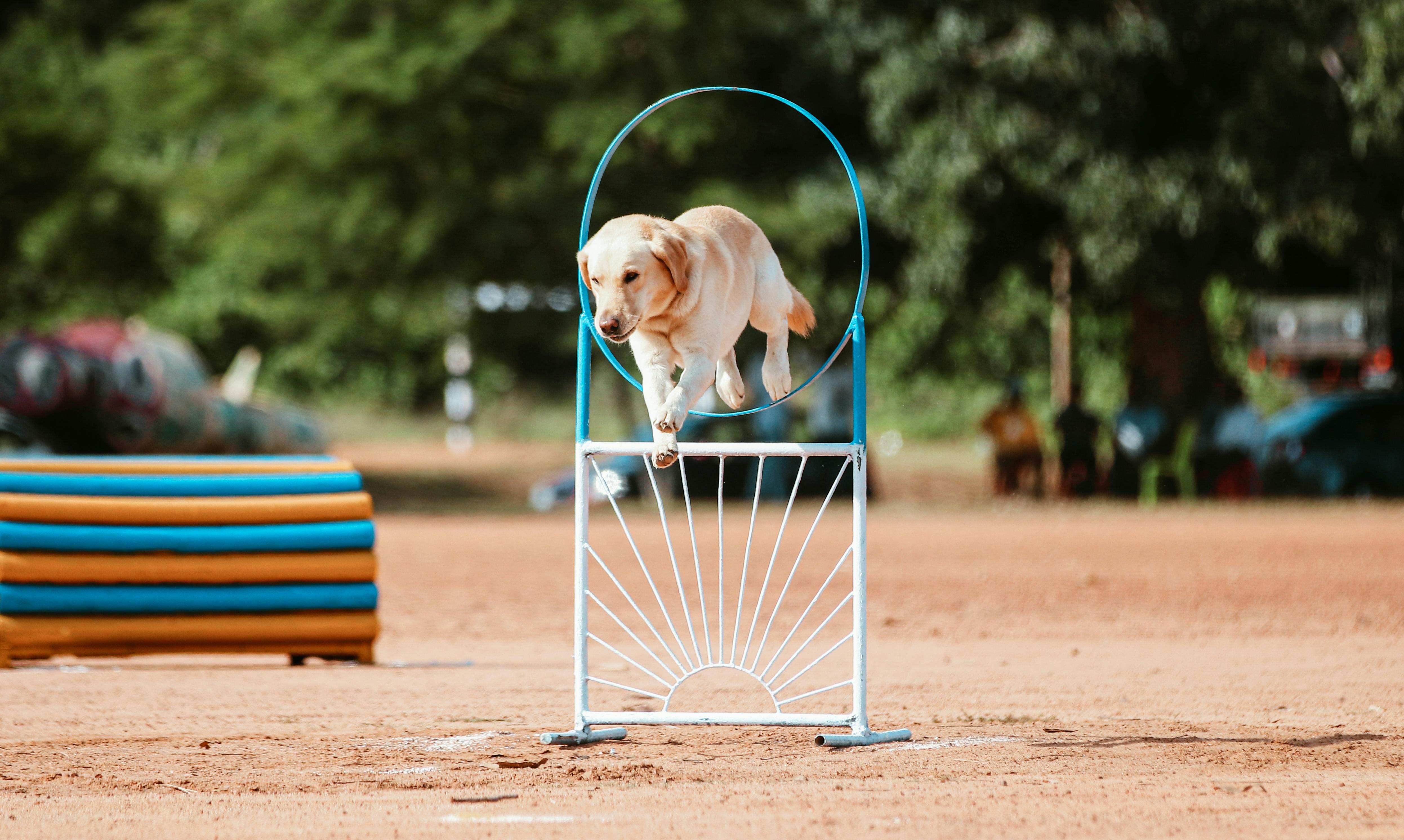 White Short Coated Dog doing a Performance