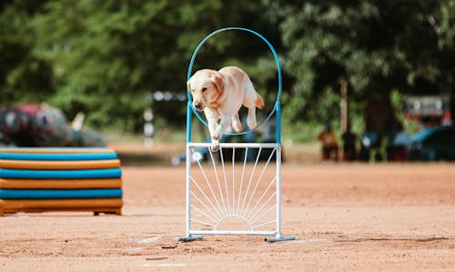 White Short Coated Dog doing a Performance 