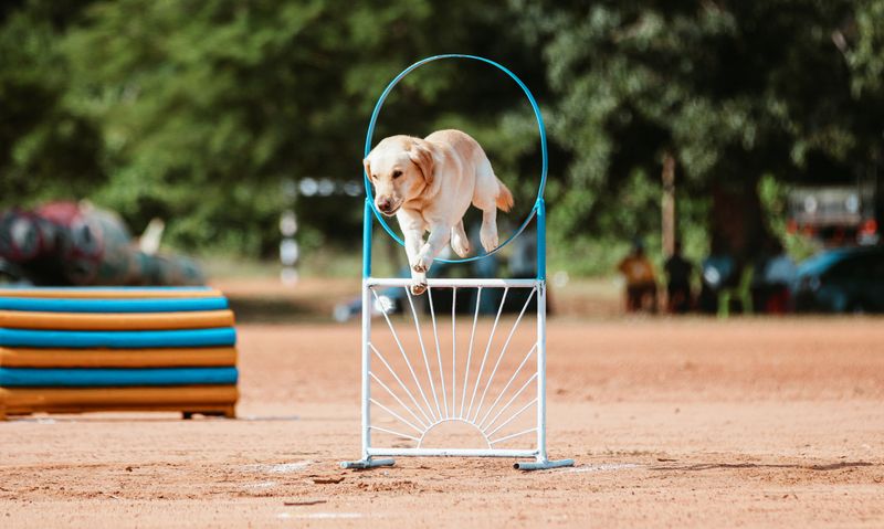 Çemberden atlayan köpek