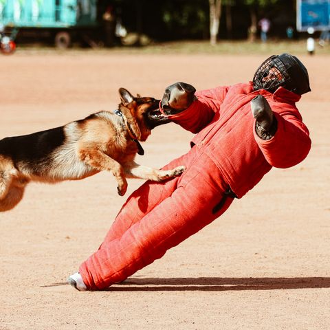 German Shepherd in bite-work training with a protected trainer