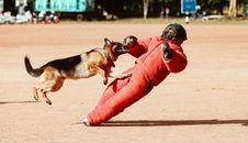 Person in Red Pants and Black Helmet Holding Black and Brown German Shepherd Puppy