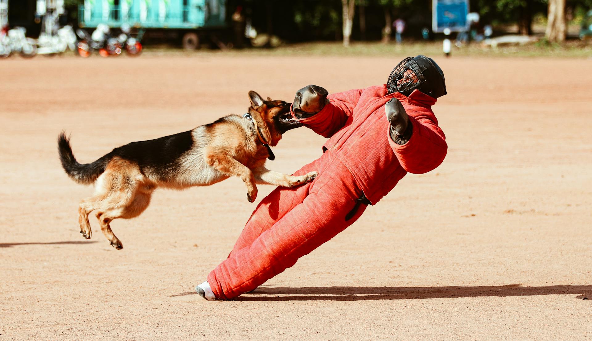 En schäferhund angriper en hundtränare