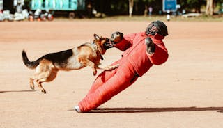 German Shepherd Attacking a Dog Trainer 