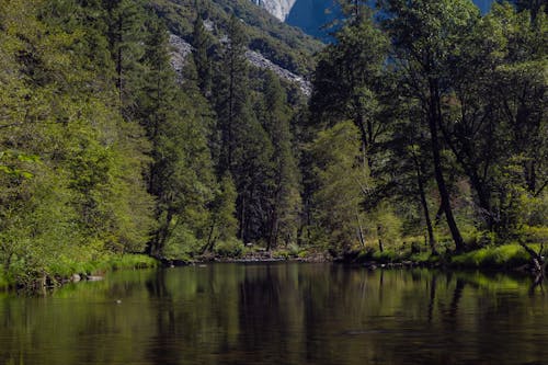 Green Trees Near Body of Water