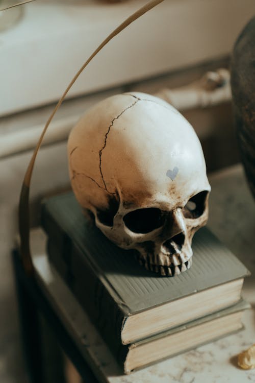Free White Skull on White Wooden Table Stock Photo
