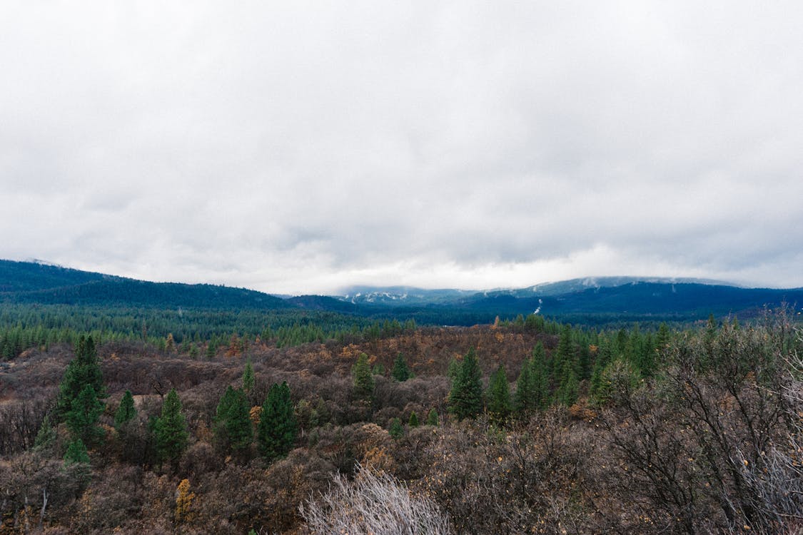 Ücretsiz bulutlar, orman içeren Ücretsiz stok fotoğraf Stok Fotoğraflar
