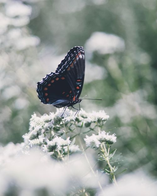Free Colorful butterfly perched on white flowers, capturing a serene moment in nature with lush greenery. Stock Photo