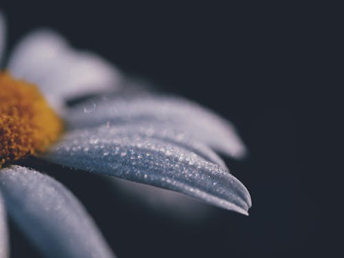 Close-Up Shot of Dewdrops on a White Flower in Bloom